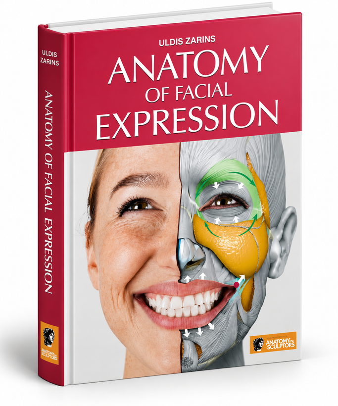 Anatomy of Facial Expressions